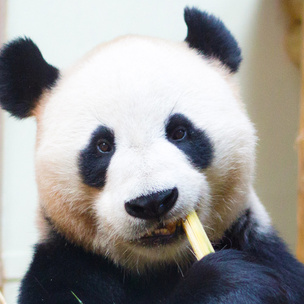 Милота дня: большим пандам больше не грозит вымирание
