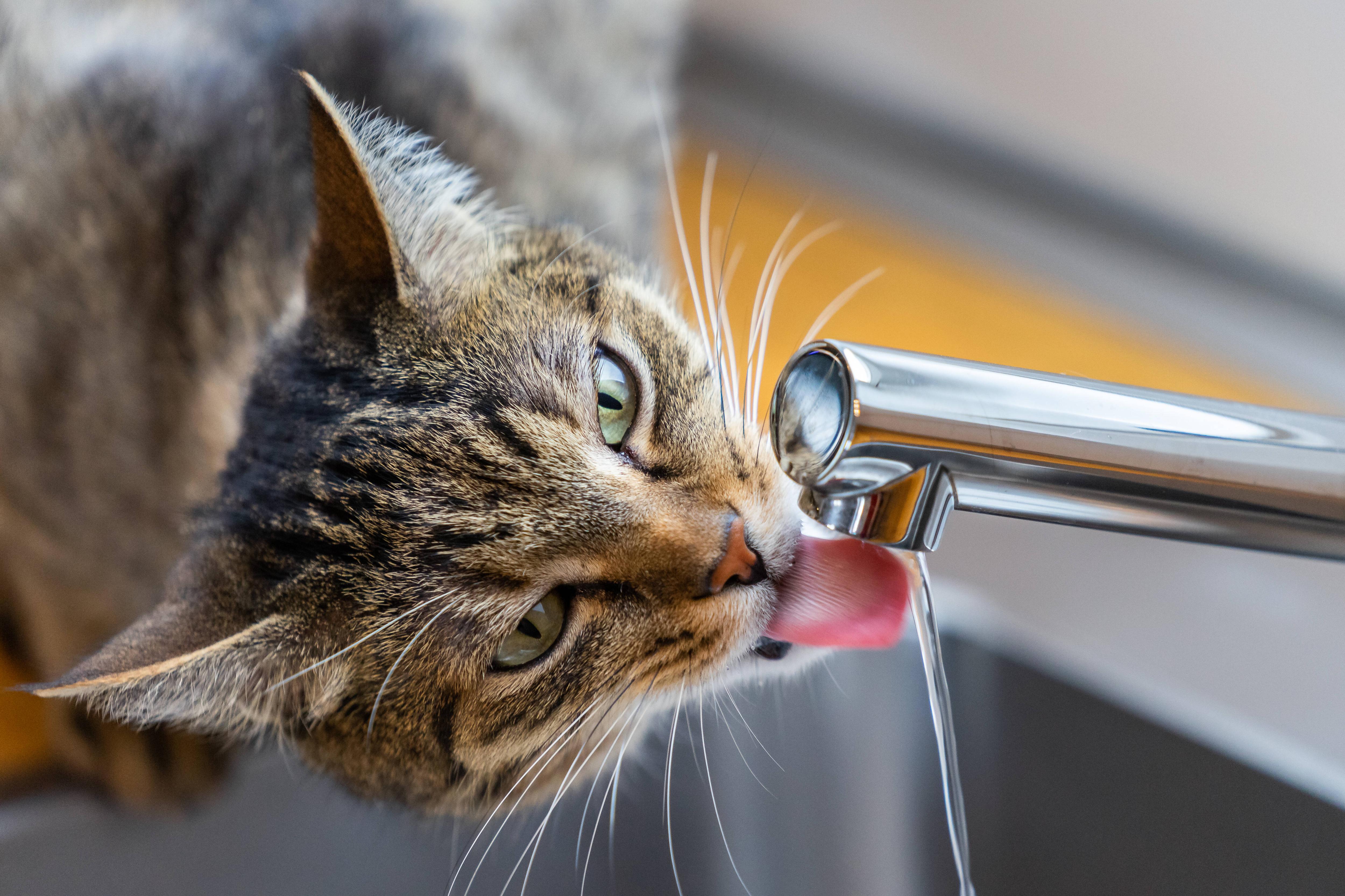 Кошка пьет воду причины. Кот пьет воду. Кот пьет воду из под крана. Кошка пьёт воджу. Кот лакает.