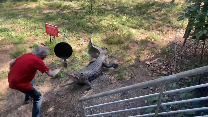 «Крокодил получил хороший урок»: австралиец отбился от рептилии сковородой (видео)