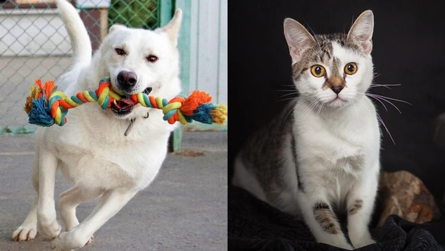 Котопёс недели: кот Жюльен и пёс Беляш