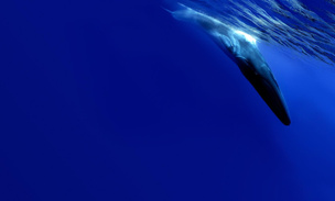 Тотальное одиночество: история кита, который остается невидимым для сородичей