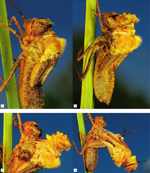 Красавица из чудовища: как стрекозы появляются на свет и проводят в полете почти всю жизнь