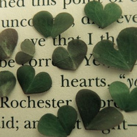 Аватарка Ахиллея