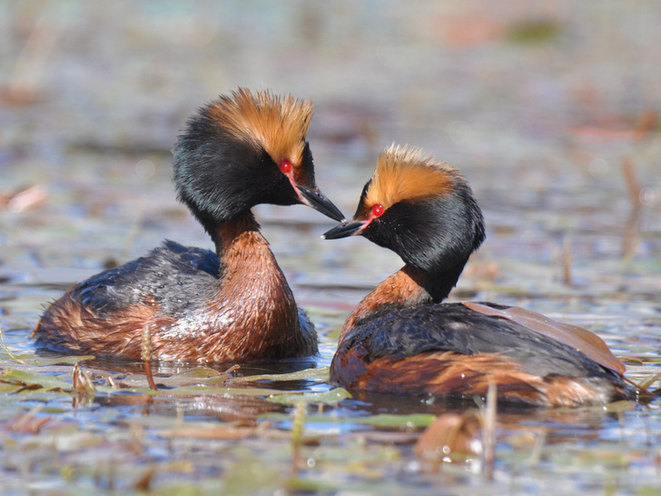 «Сохраним краснокнижных птиц России вместе!»: новый проект природоохранного Фонда Notivory