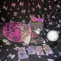 Аватарка tarot_polnkr