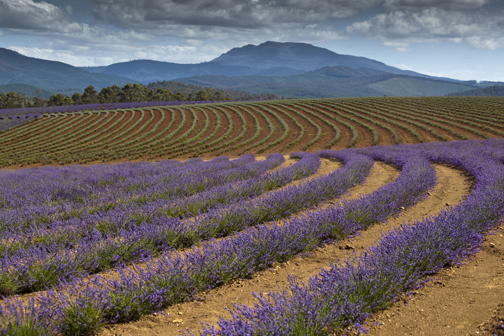 Лавандовое поле Прованс Франция, фото