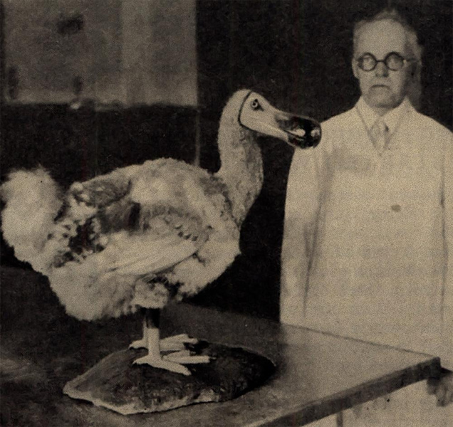 Как выглядела вымершая 350 лет назад легендарная птица додо