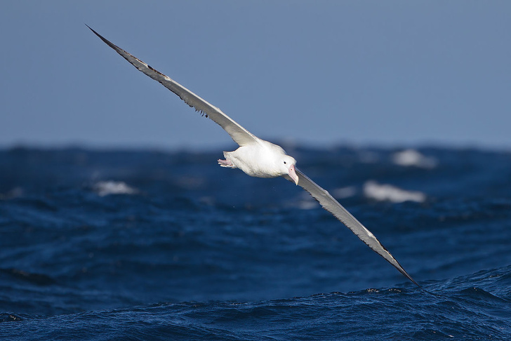 Большие обитатели больших морей: что мы знаем об альбатросах