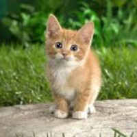 Аватарка torikolpakova