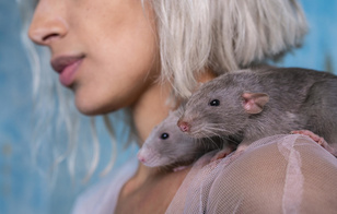 Лайк как лакомство: поведение людей в соцсетях сравнили с повадками крыс