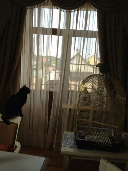 Кошка Багира предпочитает оставаться на расстоянии от новой пернатой сожительницы