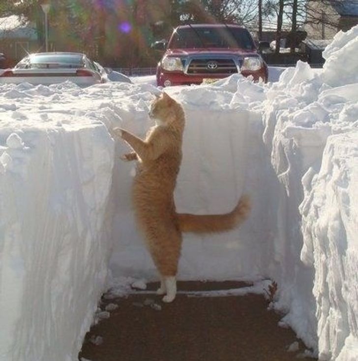 Первый снег: кошки vs собаки (много уморительных фото)