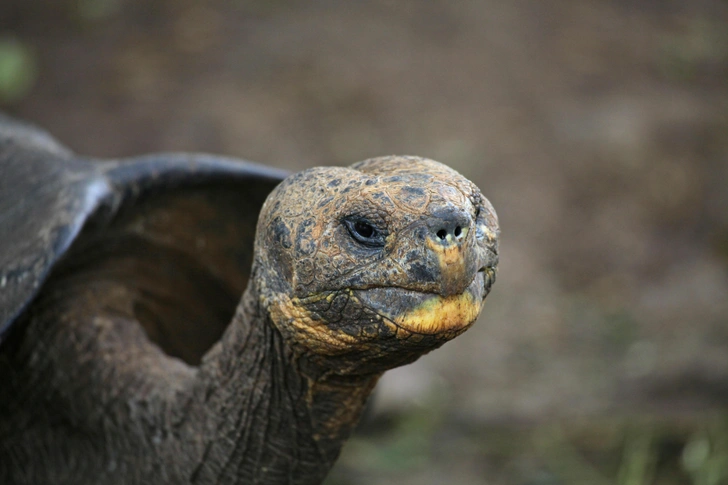 Вид Chelonoidis chathamensis | Источник: Panther Media GmbH / Alamy