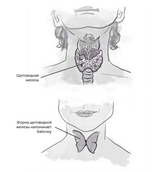 Щитовидная железа: как она работает и для чего она нам нужна