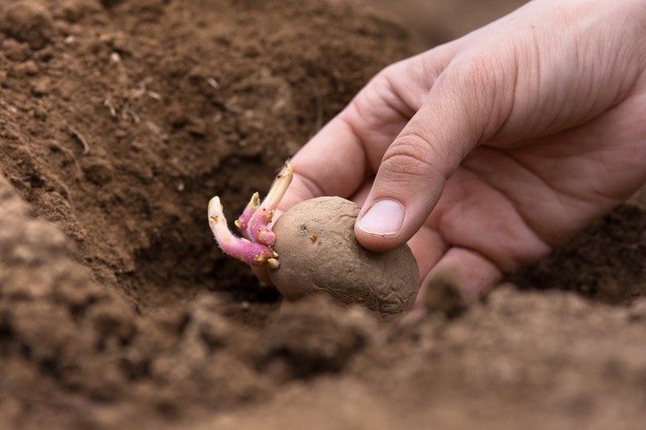 Как вырастить картофель, не прикасаясь к лопате
