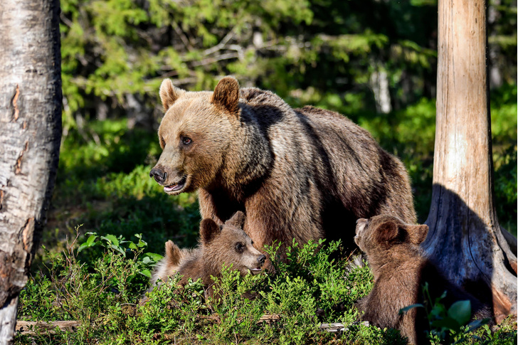 Сила есть и ум тоже есть: 3 занимательных факта о бурых медведях