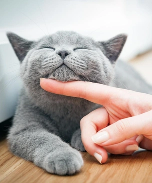Самые добрые породы кошек