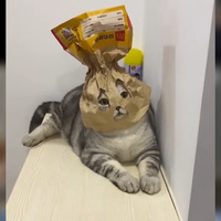 Аватарка Sofa