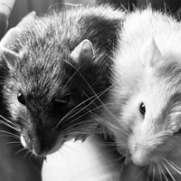 Аватарка Valeria