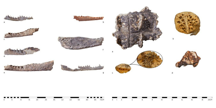 Подарок чиновнику: в египетских гробницах 4000-летней давности нашли головы крокодилов