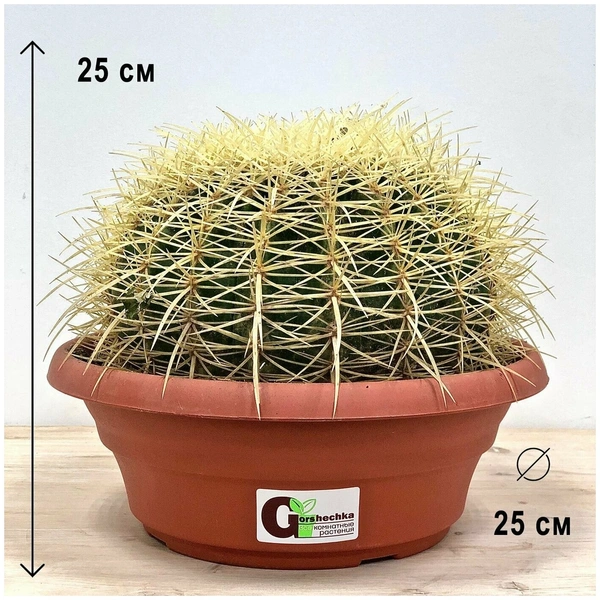 Кактус «Гигант», Эхинокактус Грузони
