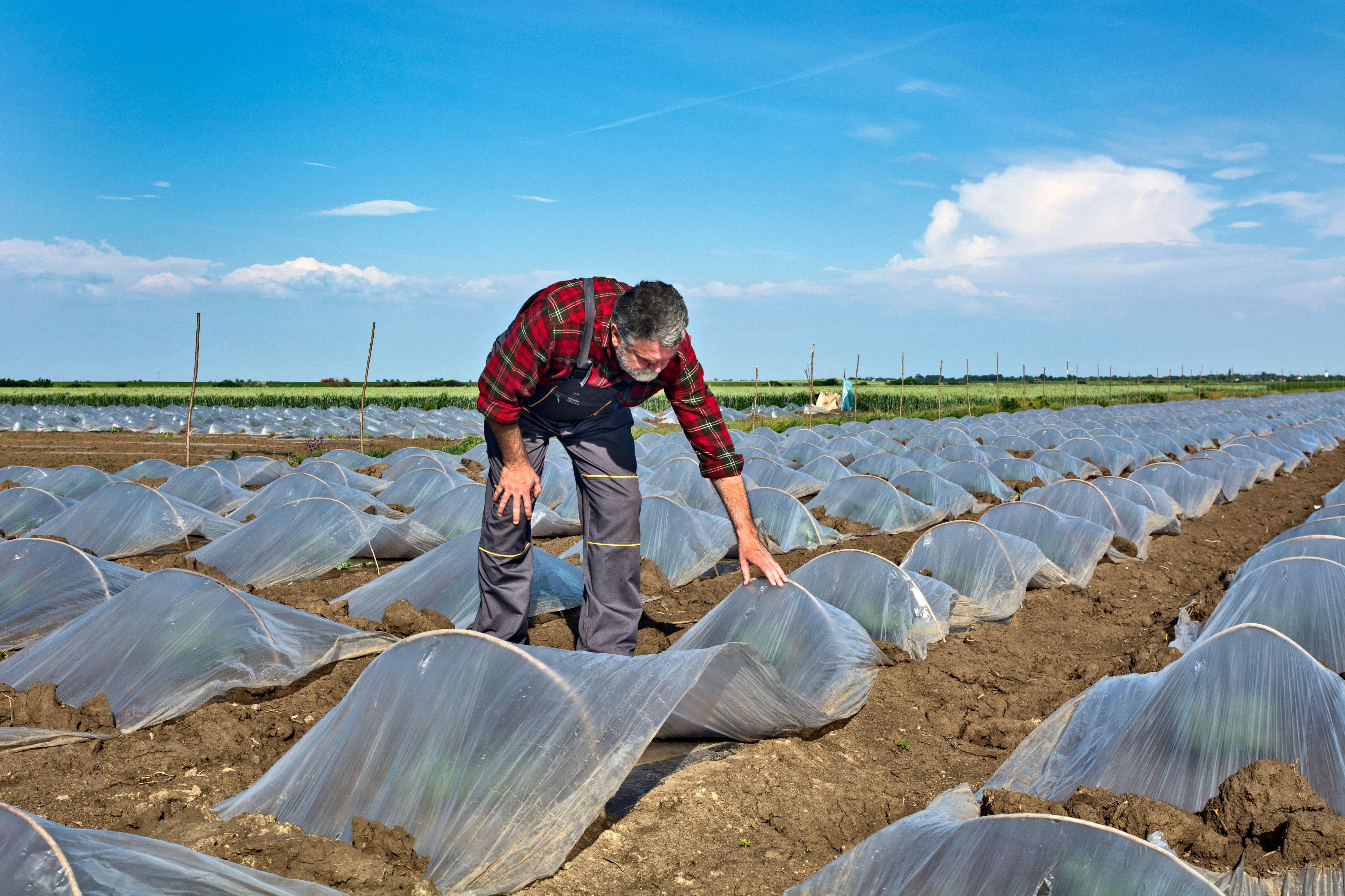 Как вырастить арбуз в теплице? Рассказывает эксперт по сельскому хозяйству