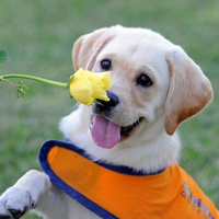 Аватарка Yvonne