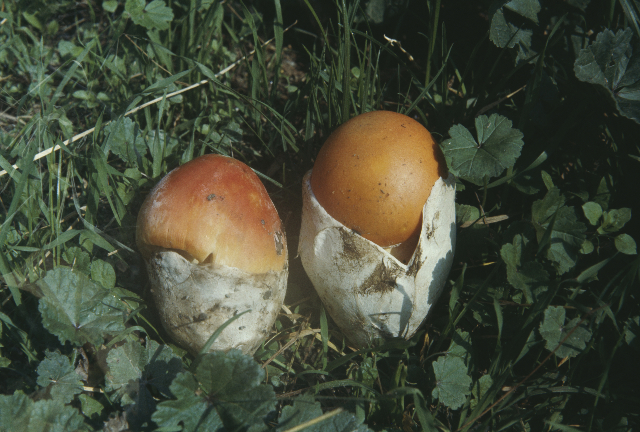 Фото царского гриба