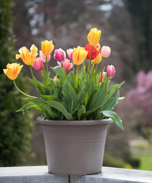 Вопросы читаталей: когда сажать тюльпаны к 8 марта?