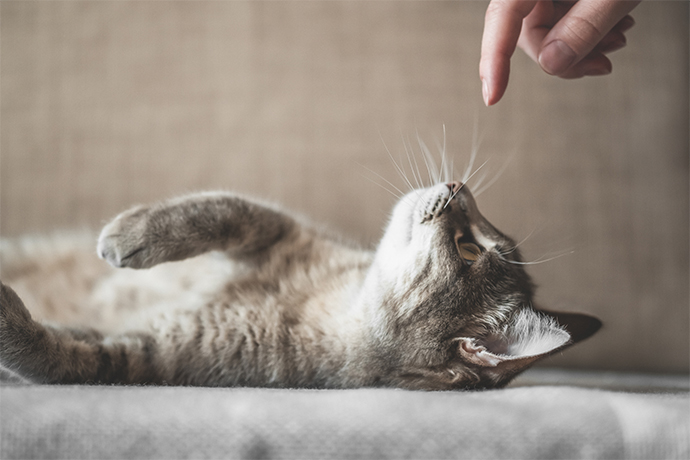 Как кошки воспринимают своих хозяев? | PSYCHOLOGIES