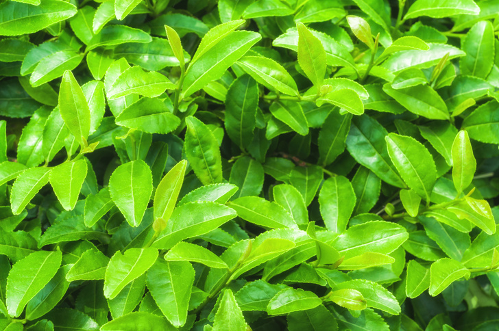 Ученые проверяют пользу зеленого чая при коронавирусе