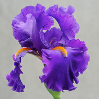 Аватарка _Iris_