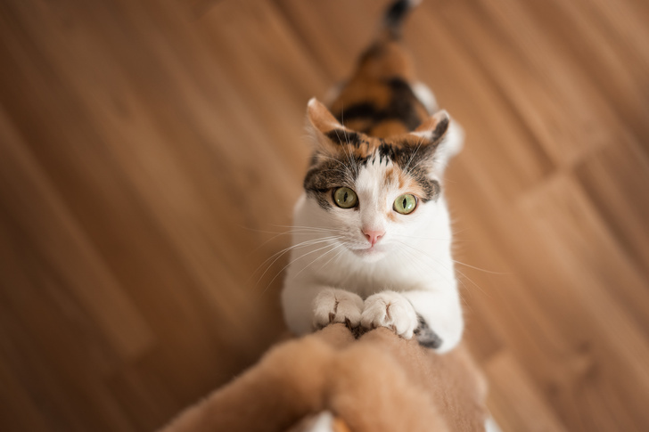 7 простых способов сделать лежанку для кошки своими руками - Лайфхакер