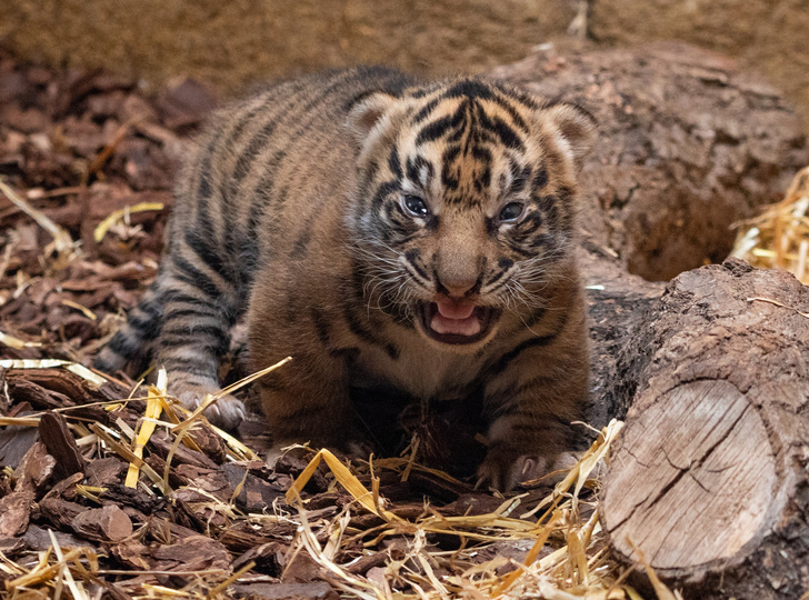 В Лондонском зоопарке увеличилось поголовье суматранских тигров