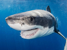 На курорте Франции акула загрызла туриста на глазах отдыхающих