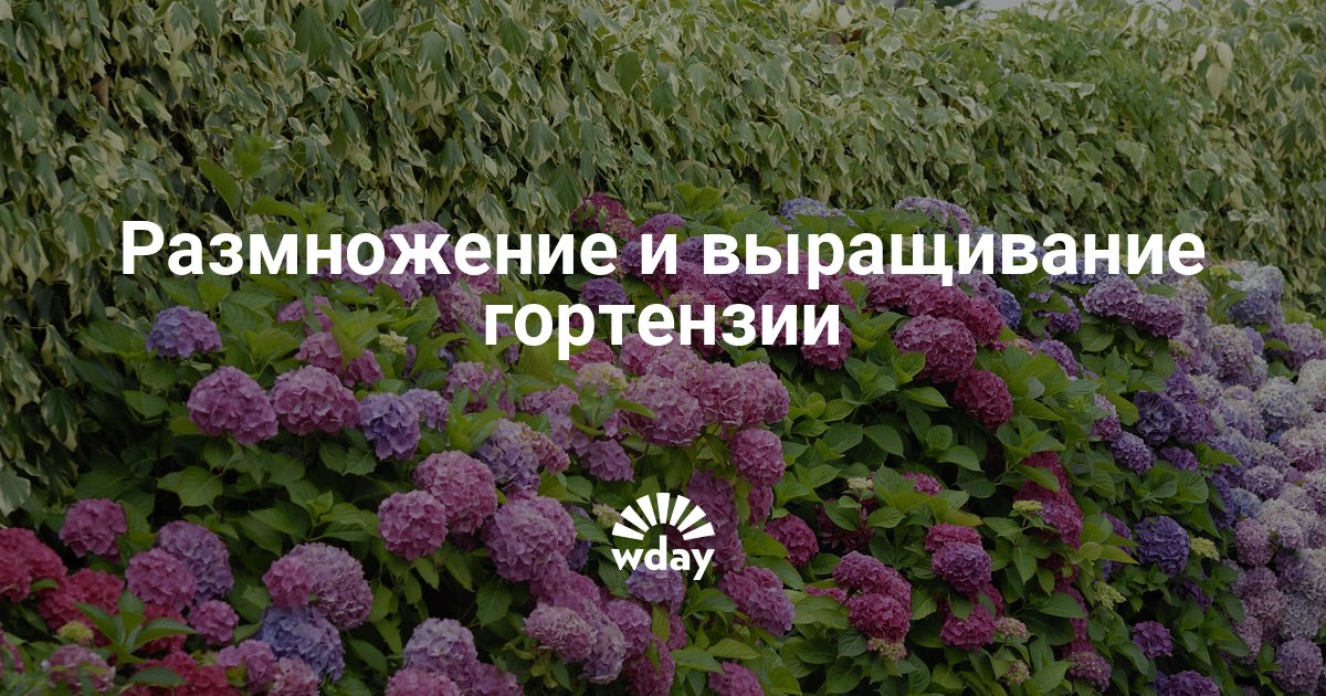 Всходы гортензии фото