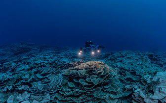 Найден крупнейший в мире коралловый риф