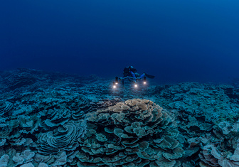 Найден крупнейший в мире коралловый риф