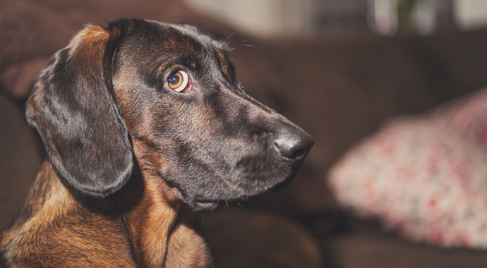 Сверхспособности вашей собаки: 7 научных фактов
