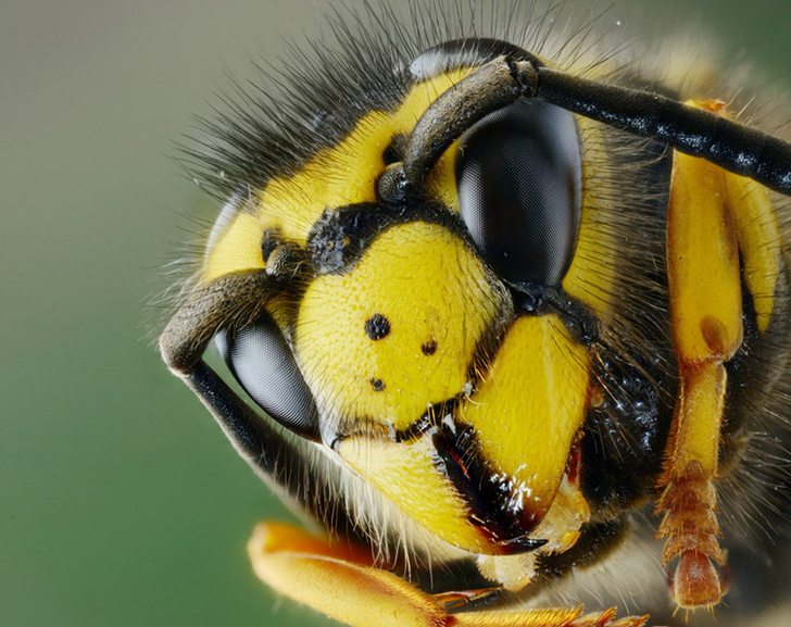 Сколько у пчелы глаз?