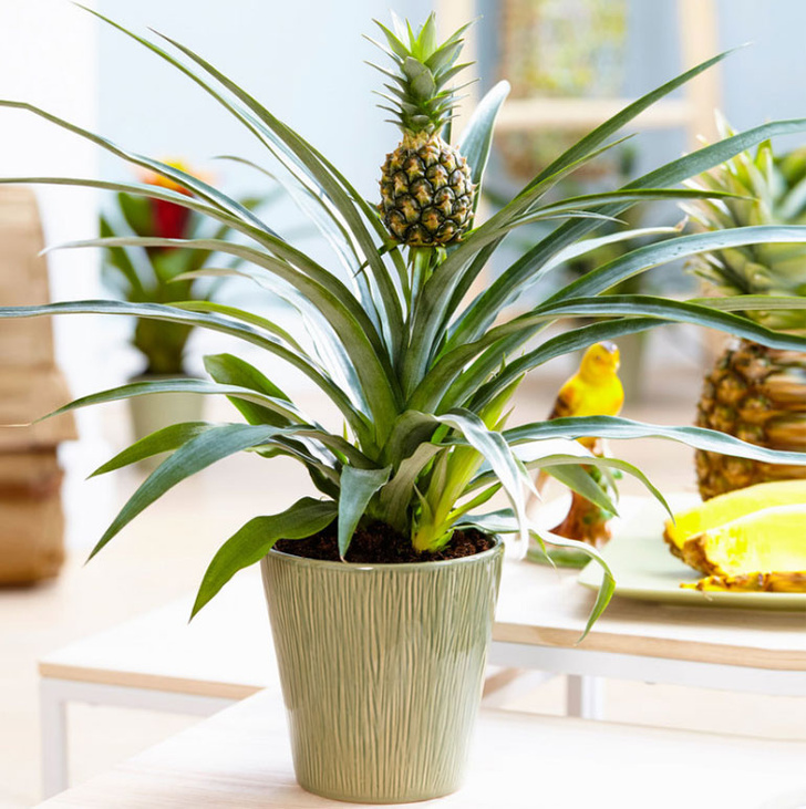 Как вырастить ананас в домашних условиях: практические советы