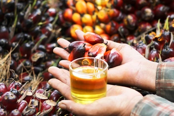 Пальмовое масло: почему мы его боимся и обоснован ли этот страх?
