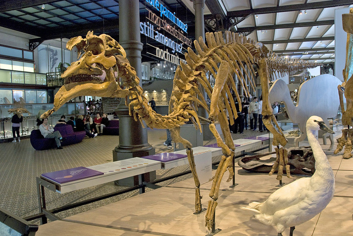 Динозавры с улицы Ленина: история одного палеонтологического открытия