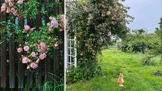Как преобразить сад за шесть шагов