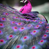 Аватарка Ольга