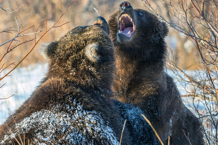 Съедят, отравят, заразят: 10 самых опасных животных на Земле