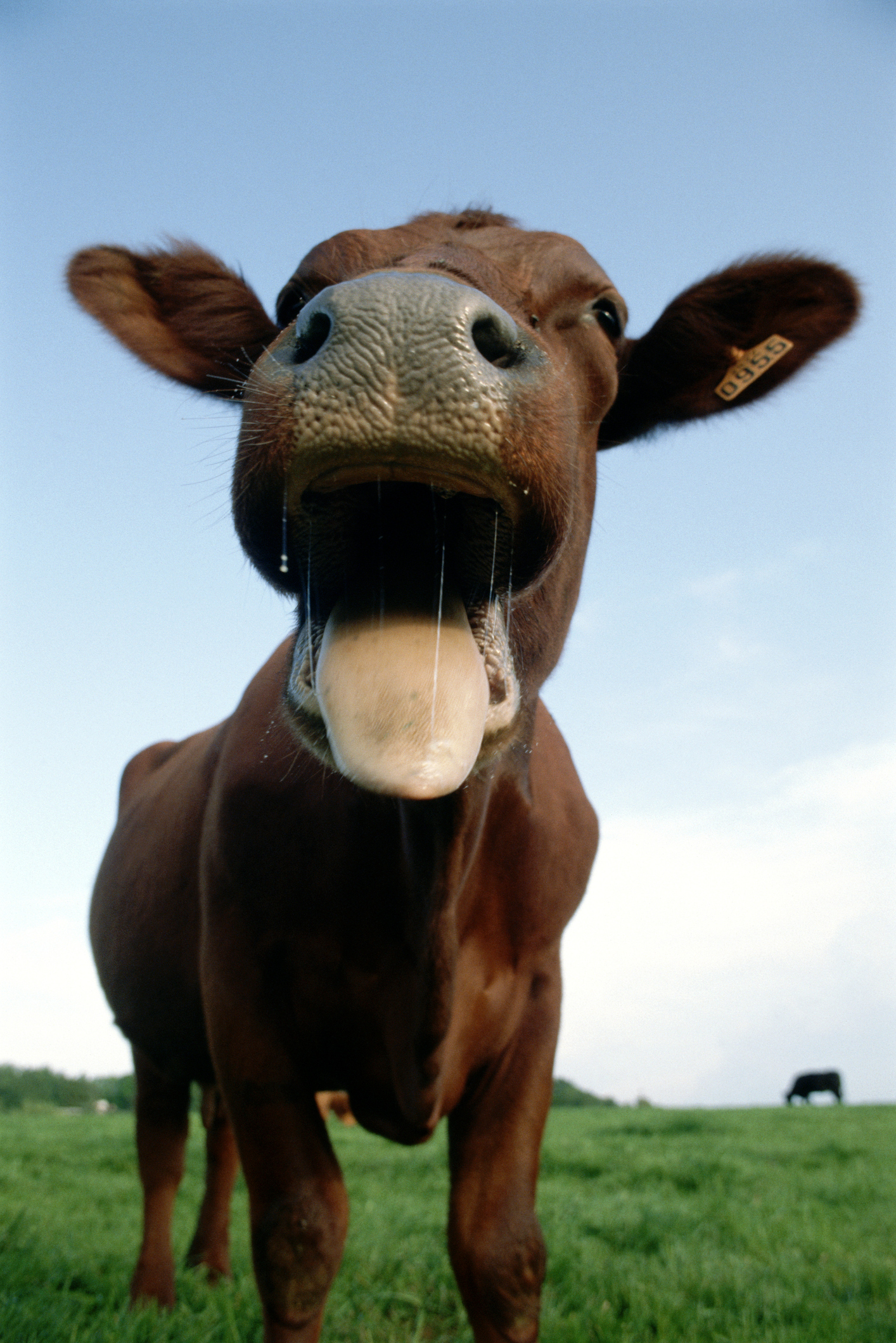 К чему снится корова или бык: что говорят сонники и психологи | theGirl