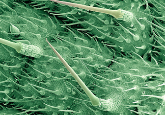Природный шприц: листья крапивы под микроскопом