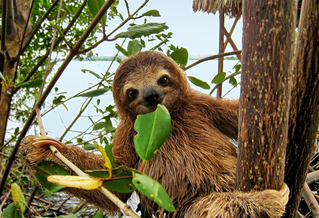 Самые милые животные фото