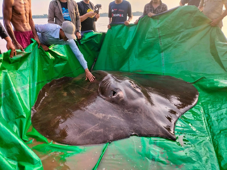 «Левиафан из Меконга»: в Таиланде поймали самое крупное пресноводное существо в мире весом 300 кг